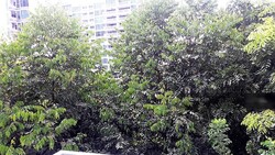 Casa Merah (D16), Apartment #245715141